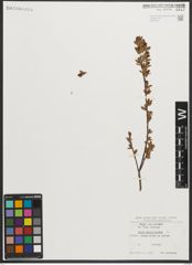 Foto von Salix myrtilloides L.